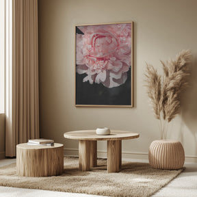 Blush peony V Poster