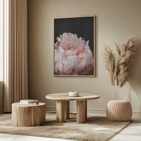 Blush peony VIII Poster