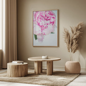 Pink peony VII Poster