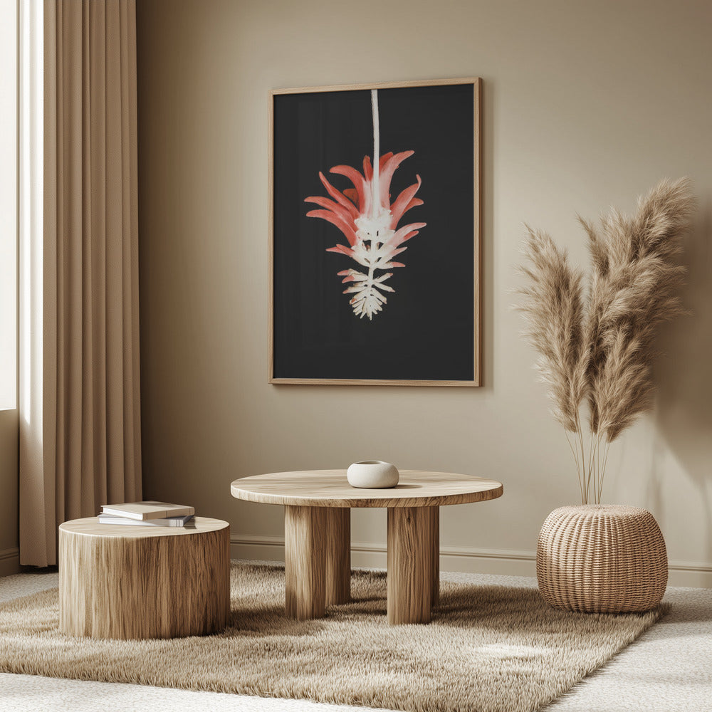 Coral Tree Flower Poster