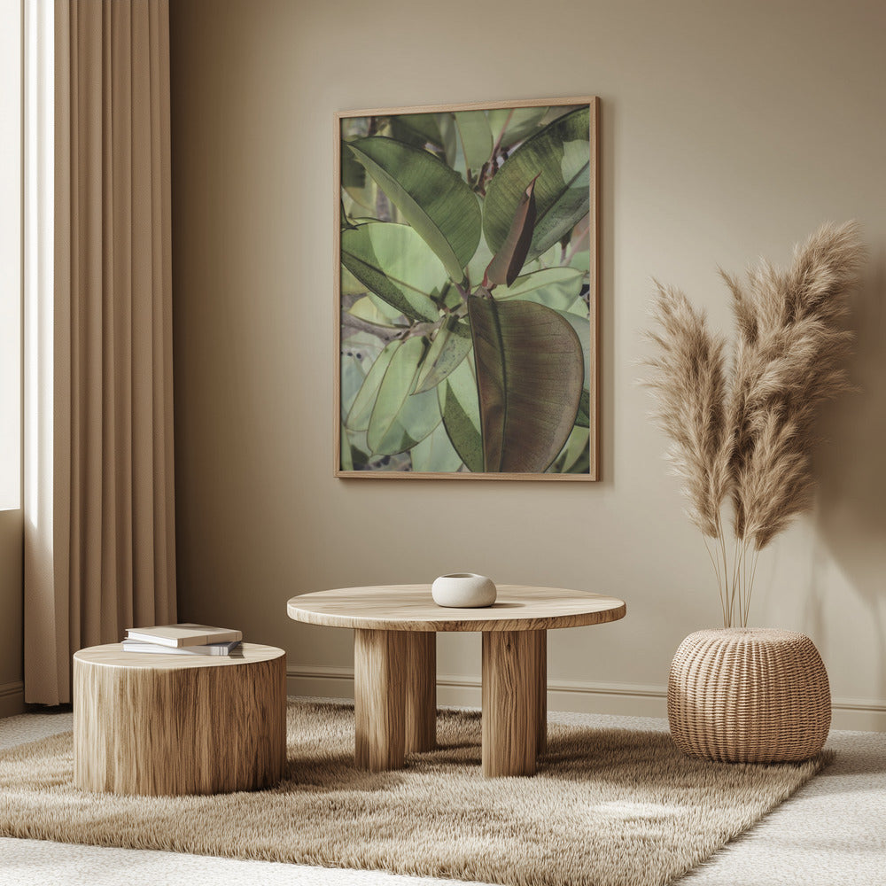 Ficus Elastica Poster