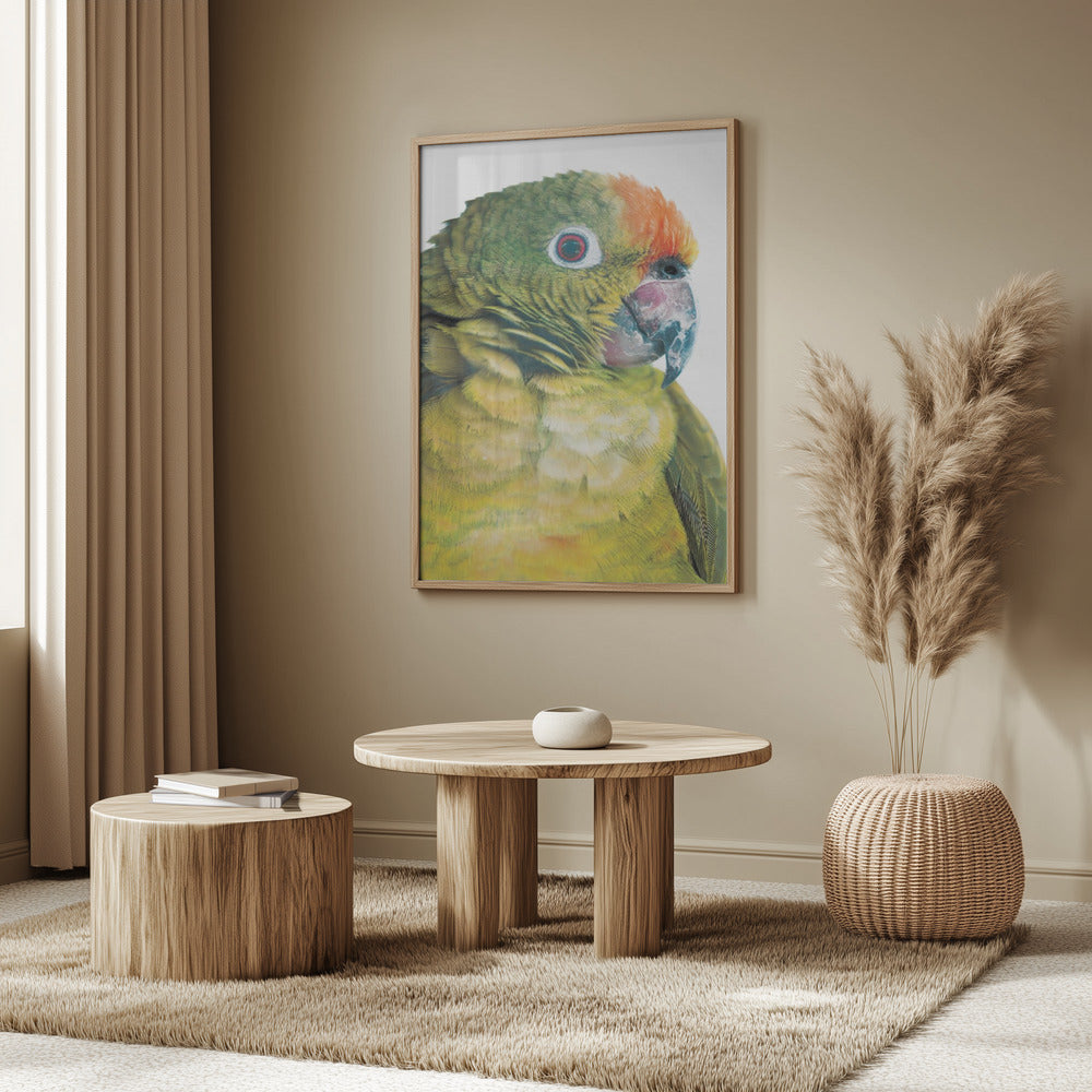 Parrot Poster