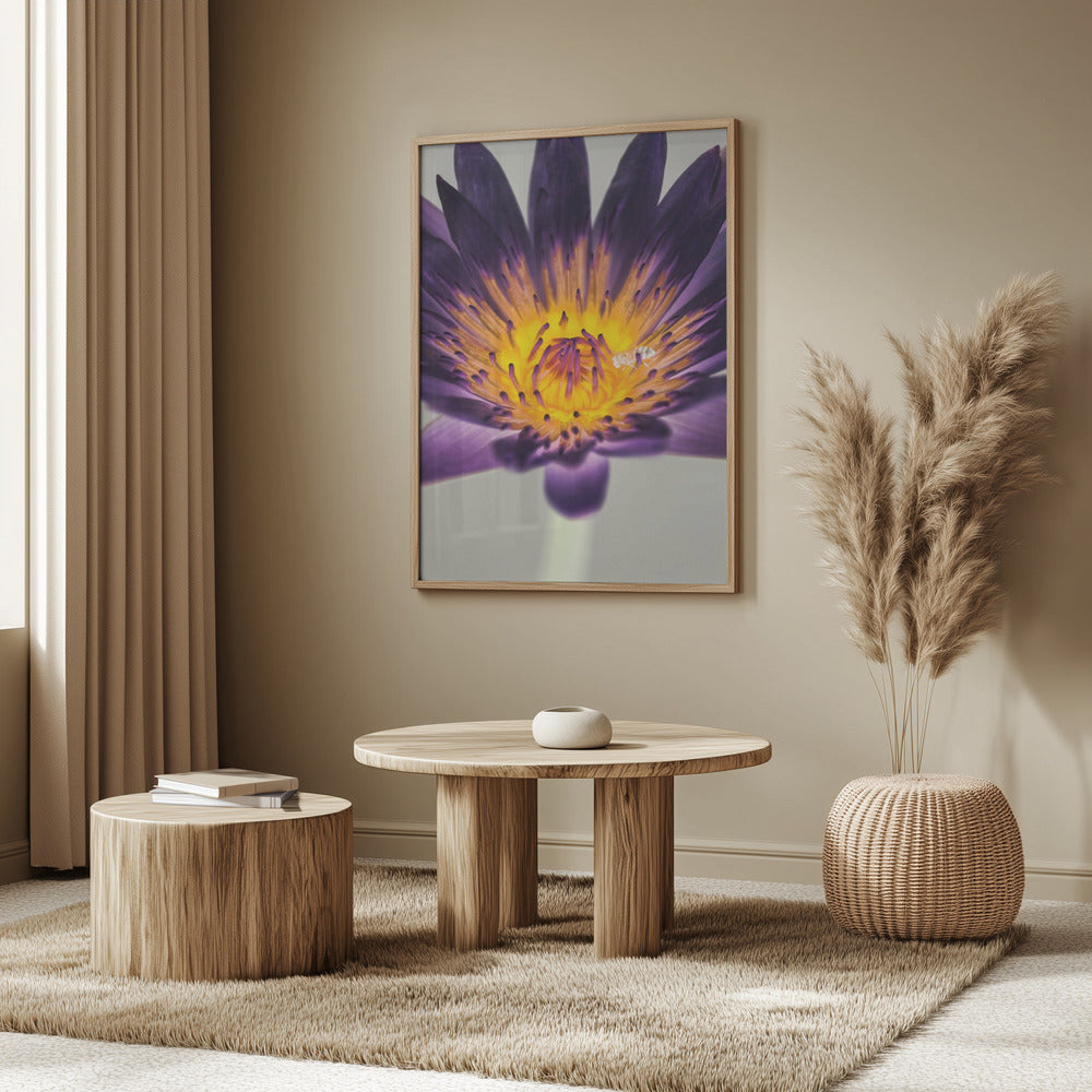 Water Lilly Poster