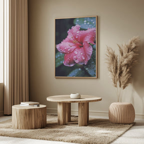 Pink Hibiscus Poster