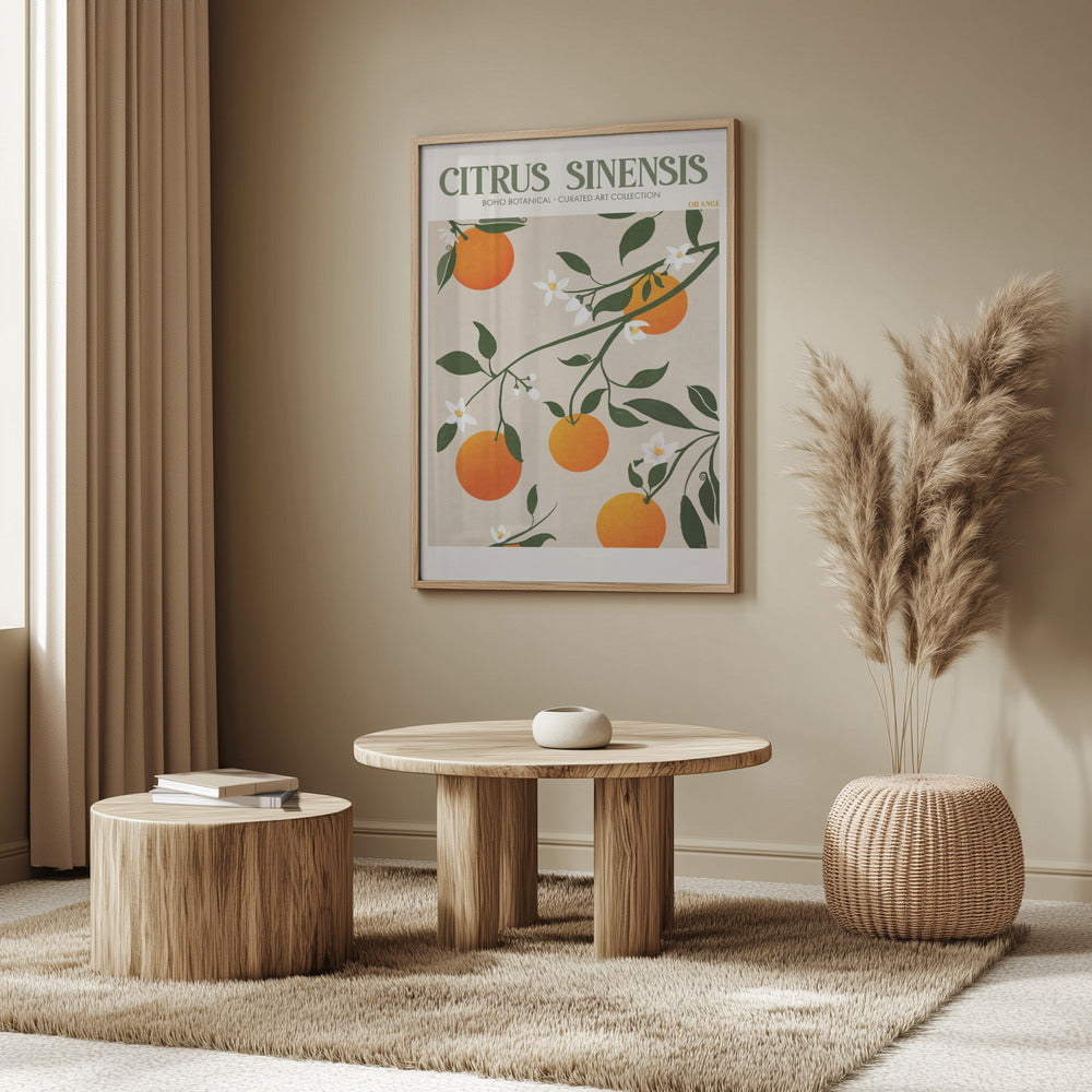 Citrus Sinensis - Orange Poster