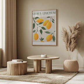 Citrus Limonum - Lemon Poster