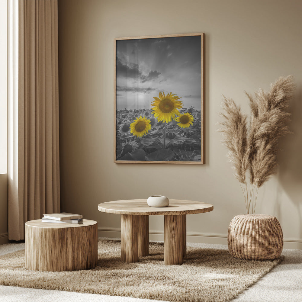 Yellow pop sunflowers Poster