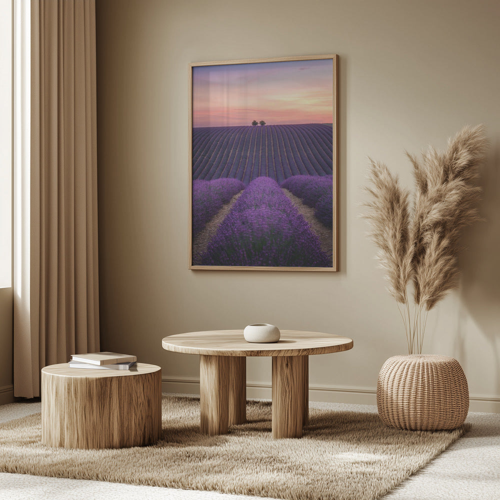 Lavender fild Poster