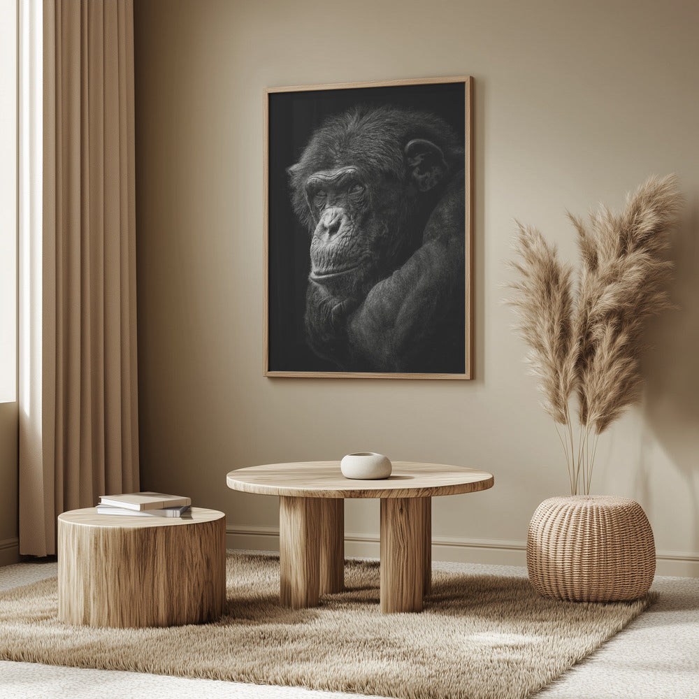 Chimpanzee Poster