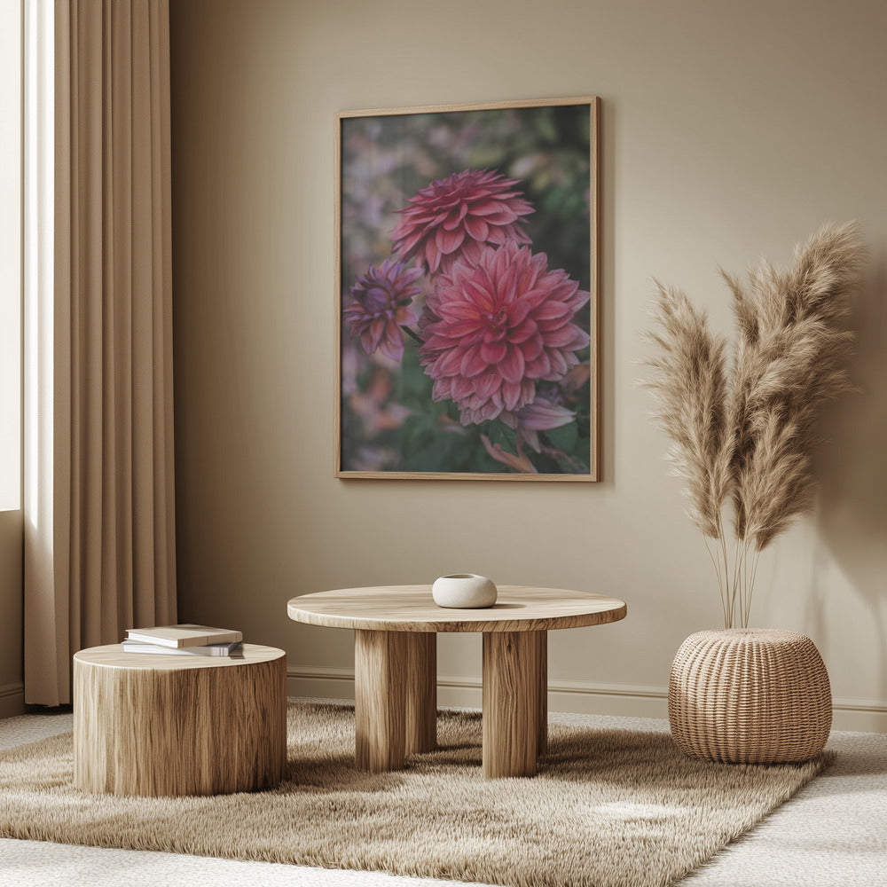 Dark Pink Dhalias Poster