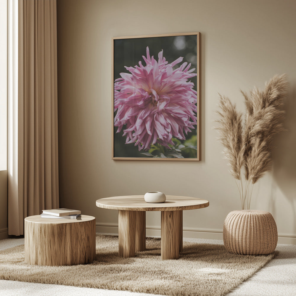 Light Pink Dhalia Poster