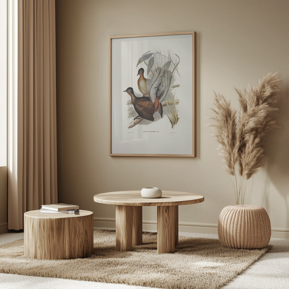 Albert Lyre Bird Poster