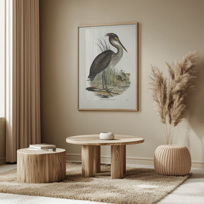 Great Billed Heron Poster