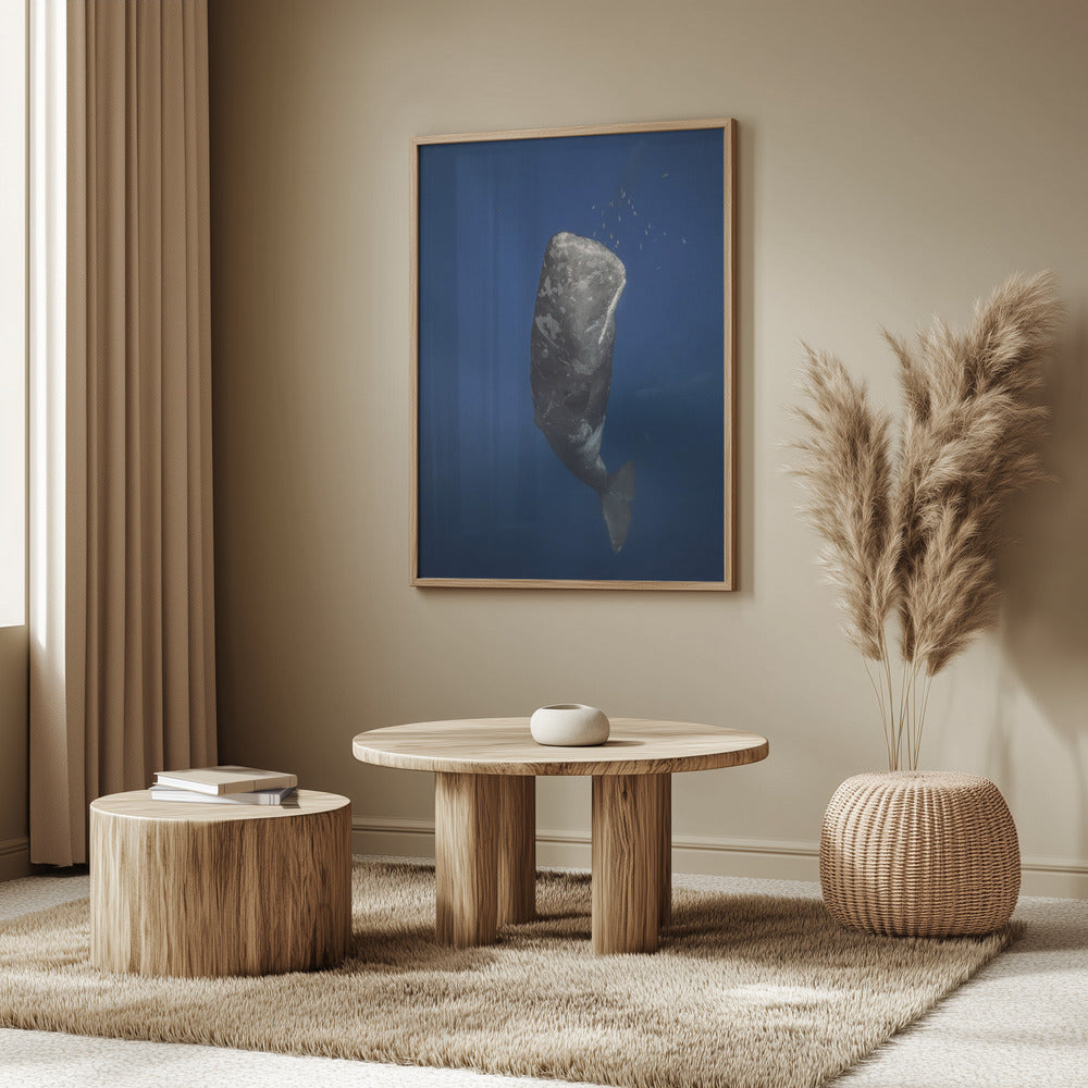 Candle sperm whale Poster