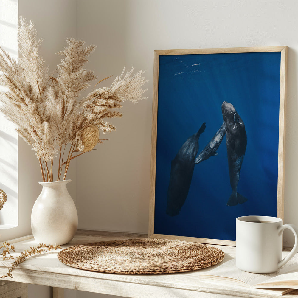 Sperm whale family Poster