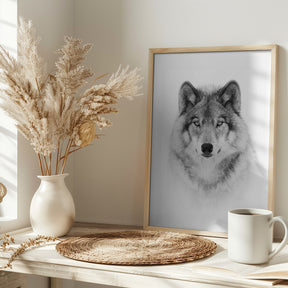 Portrait of a Timber Wolf Poster