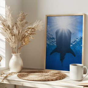 Whale shark and sun Poster