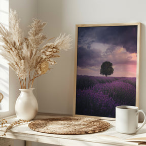 Lavender Fields, Isparta Poster