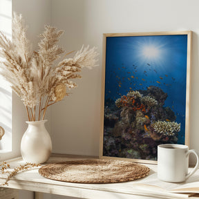 Reef and sunshine Poster