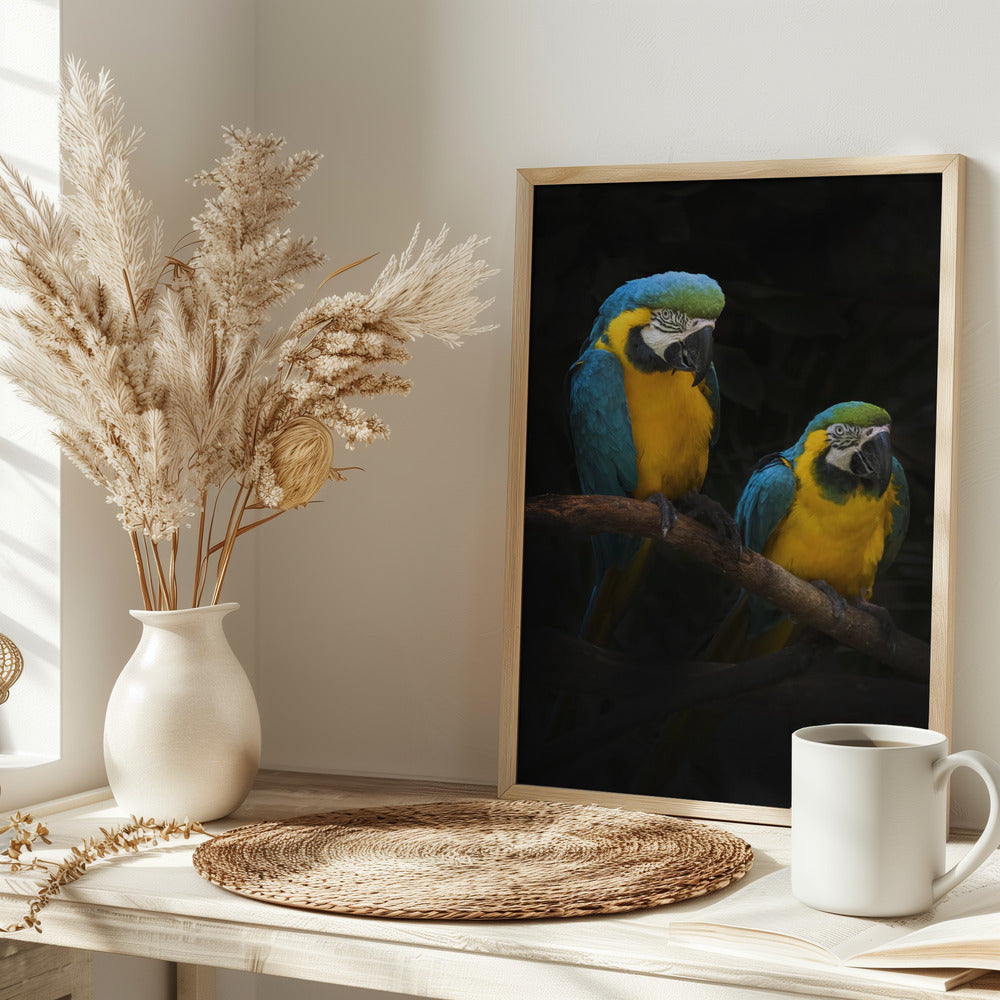 Macaw Parrots Poster