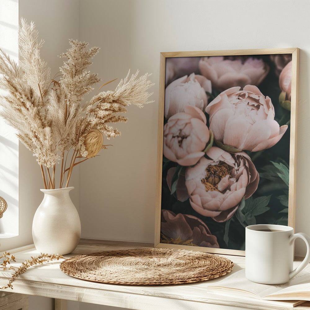 Coral Peonies Poster