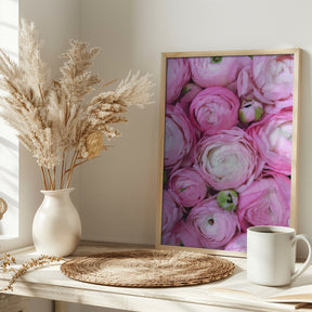 Pink ranunculus Poster