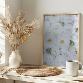 Pure white ranunculus Poster