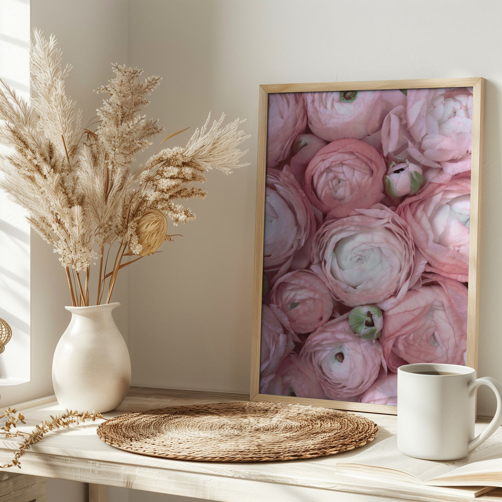 Subdued blush ranunculus Poster