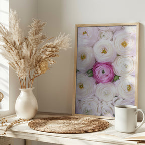 Singular ranunculus in hot pink Poster