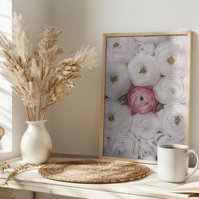 Singular ranunculus in blush Poster