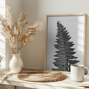 Gray fern leaf Poster