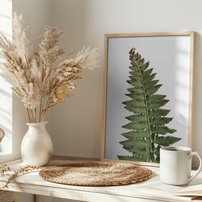 Green fern Poster