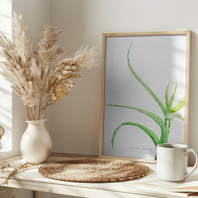 Watercolor aloe vera Poster