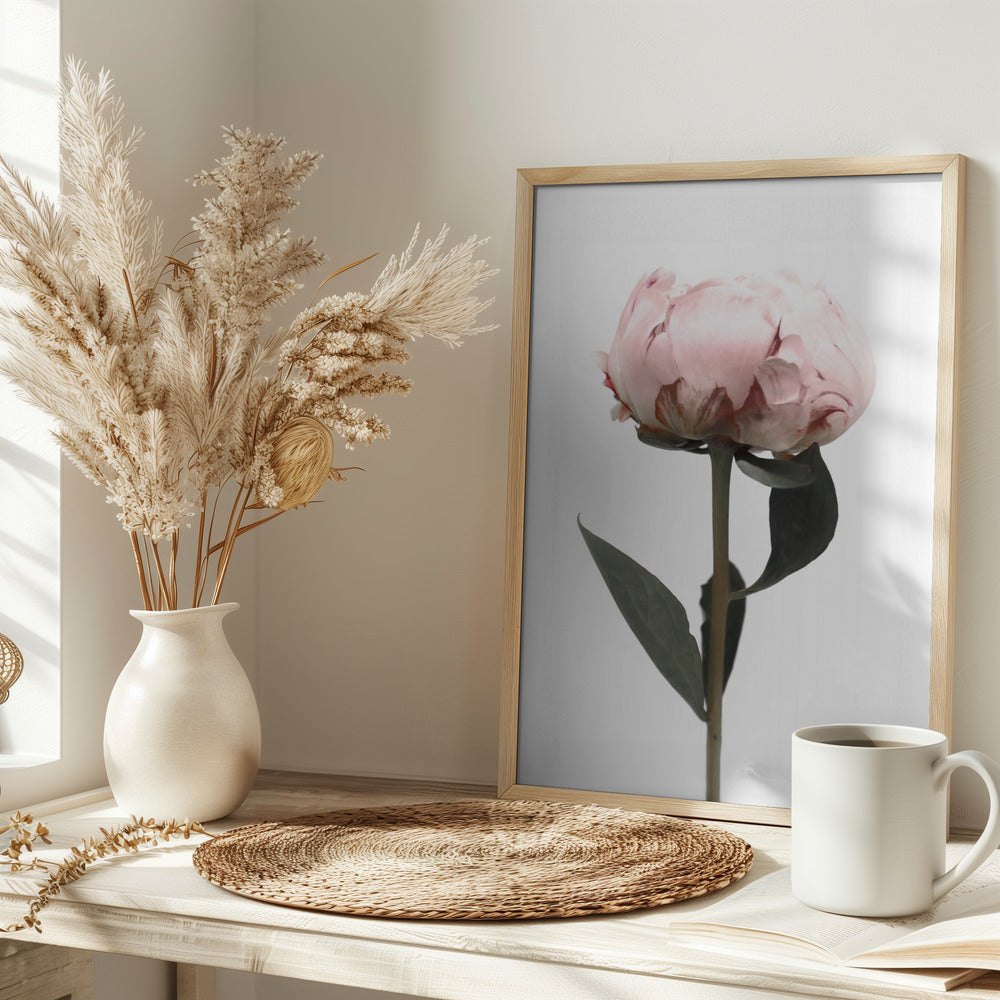 Blush peony II Poster