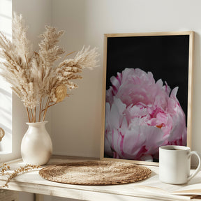 Pink peony VIII Poster