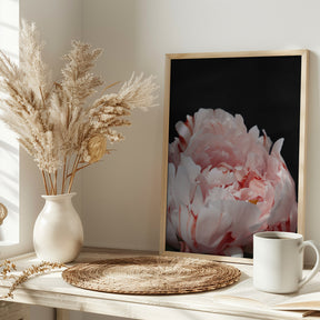 Blush peony VIII Poster