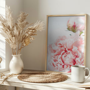 Blush peony IX Poster