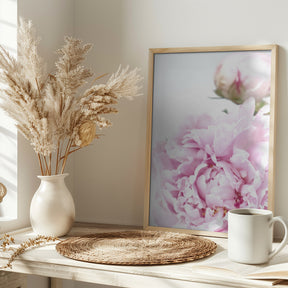 Subdued peony IX Poster