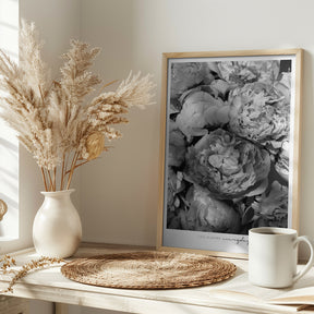 Life blooms everyday peonies bw Poster