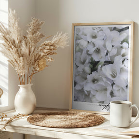 Distressed freesias II Poster