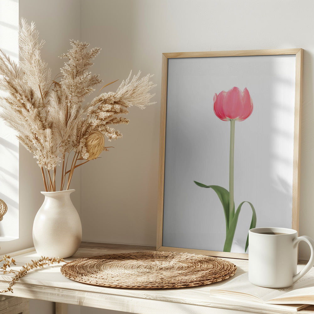 Pink tulip Poster