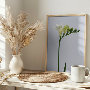 White freesia Poster