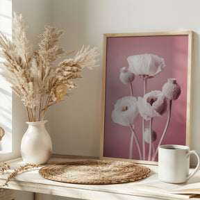 White Poppy On Pink Background Poster