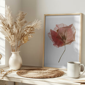 Bougainvillea Study No2 Poster