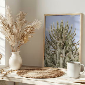 Catus Forest Poster