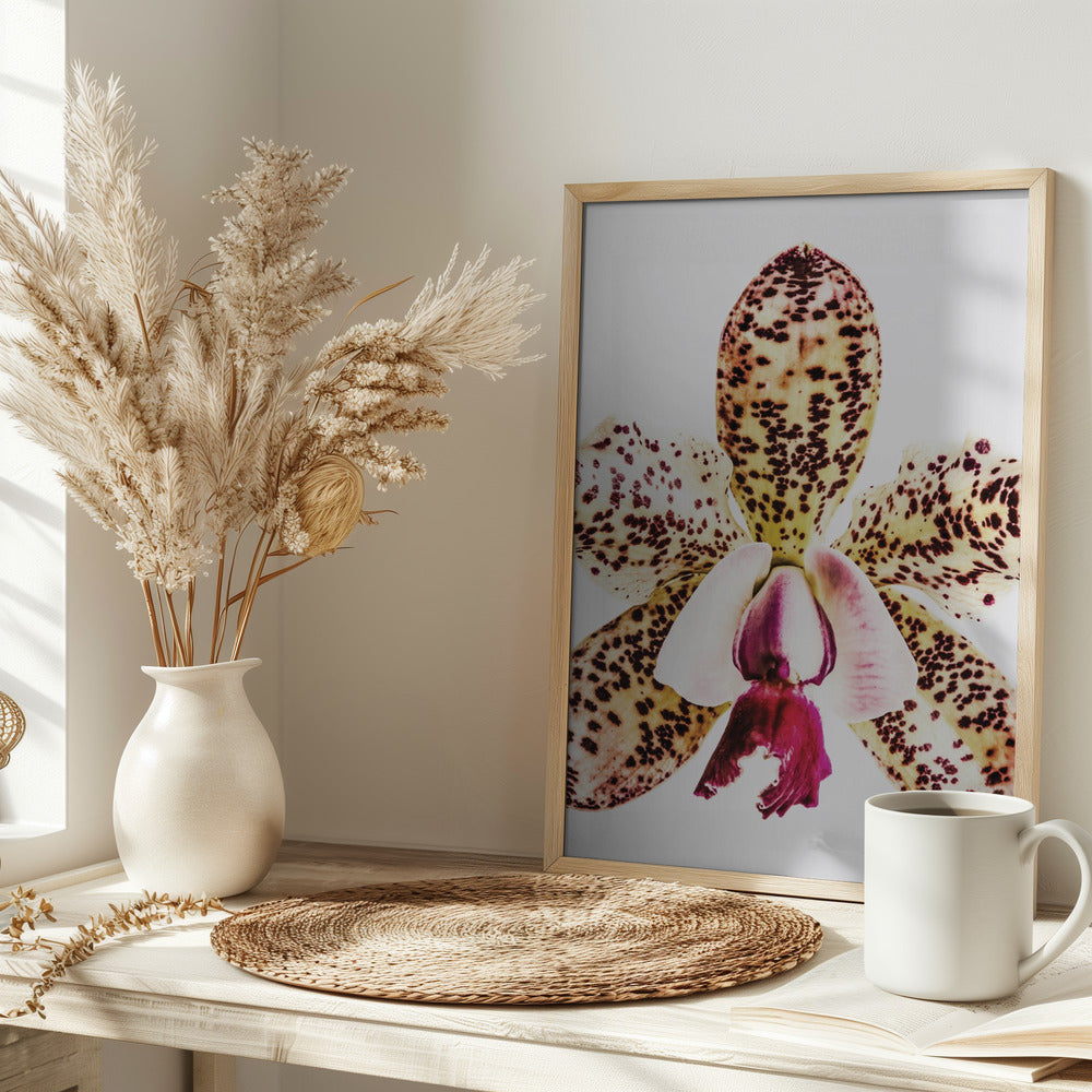 Coral Orchid Poster