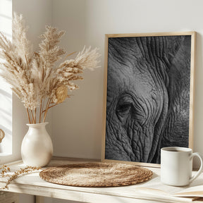 Elephant Study Poster