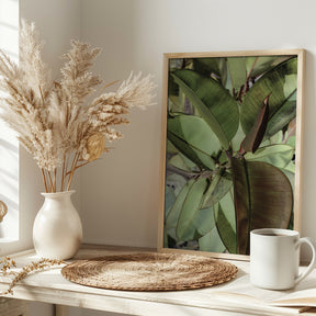 Ficus Elastica Poster