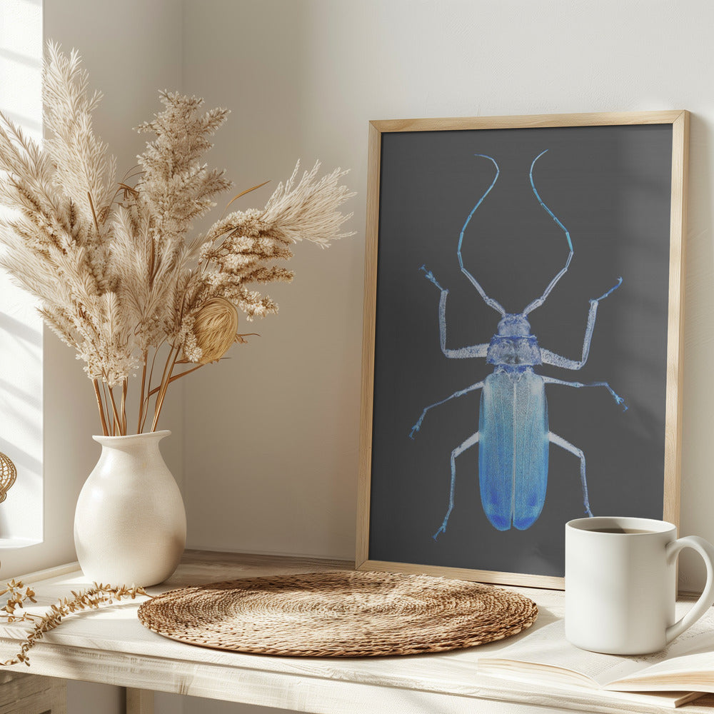 Insect Evolution Poster