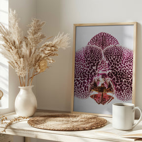 Leopard Orchid Poster